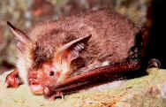 Bechstein's bat at rest