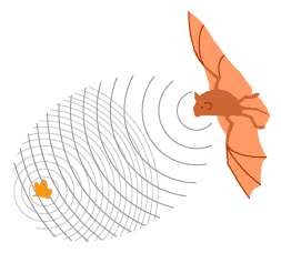 diagram of echolocating bat