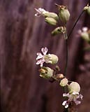 bladder campion