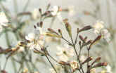 nottingham catchfly