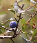 blackthorn