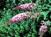 buddleia