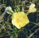 evening primrose