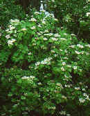 guelder rose