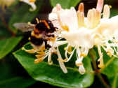 native honeysuckle