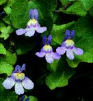 ivy-leaved toadflax