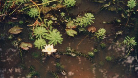 pond plants