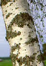 silver birch