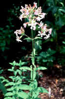 soapwort