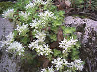 stonecrop