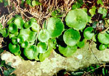 wall pennywort