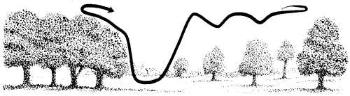 Noctule flight path