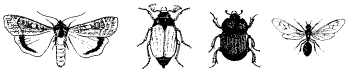 Noctule insect food