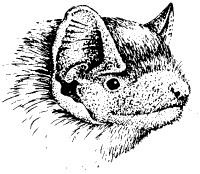 head of a Noctule bat