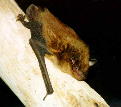 Big Brown bat