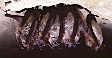 Notch-eared/Geoffroy's bats