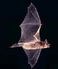 Little Brown bat in flight